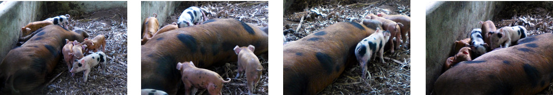 Images of tropical backyard piglets
        with mother