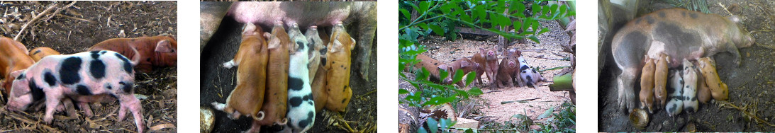 Images of two week old tropical
        backyard piglets