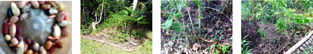 Images of tropical backyard arewas
        planted with vine seeds
