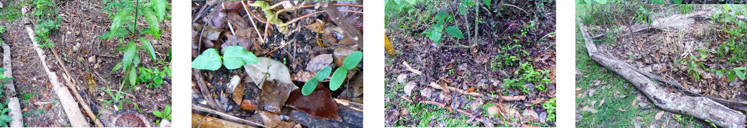 Images of some (but not all) recently
        planted vines sprouting in tropical backyard