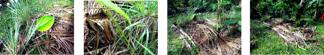 Images of new banana tree sprouting in tropical
            backyard