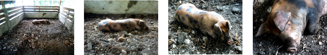 Images of lethargic tropical backyard
        pig