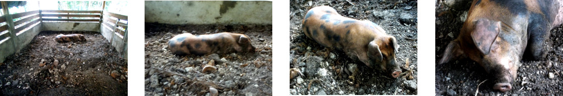 Images of lethargic tropical backyard pig