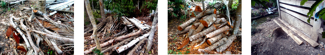 Images of cleaning up work still to do after tree
        felling in tropical backyard
