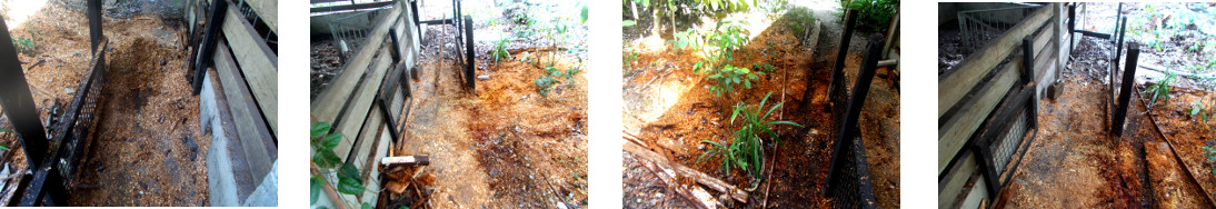 Images of sawdust in tropical backyard redistributed to
        form compost