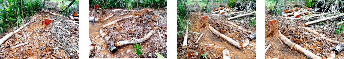 Images of clearing up the debris after
        tree felling in tropical backyard