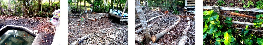 Images of tropical backyard cleared of
        debris after tree felling