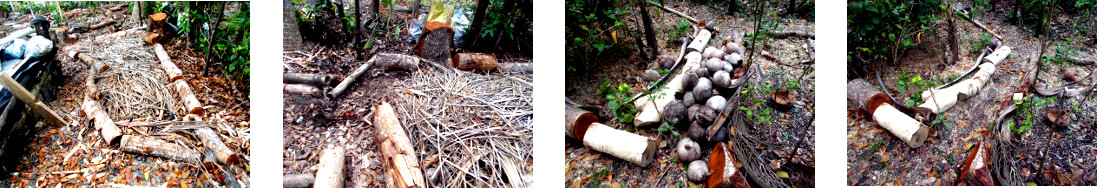 Images of work defining paths through debris from
            tree felling in tropical backyard