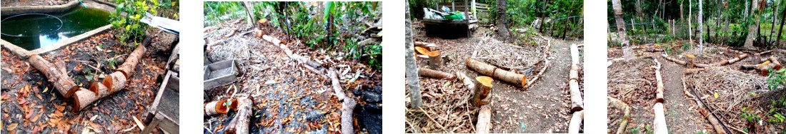 Images of paths in tropical backyard