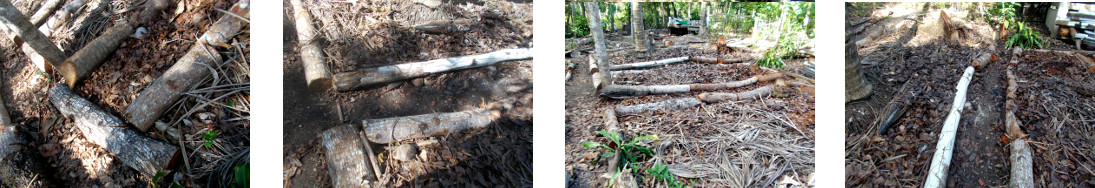 Images of impovements to paths in tropical backyard
            after tree felling