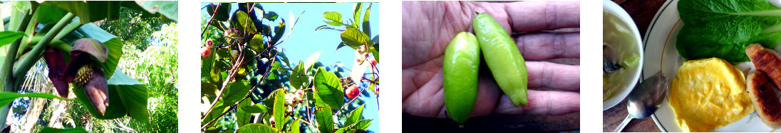 Images of tropical backyard garden fruits