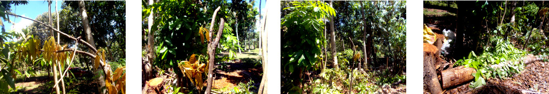 Images of trees trimmed along hedge in tropical
            backyard