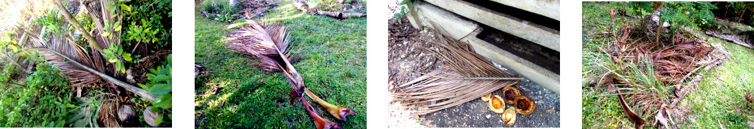 Images of fallen coconut branches cleared away in
            tropical backyard