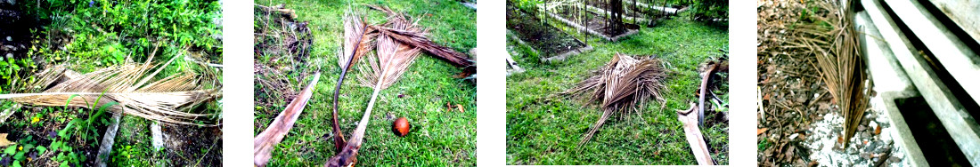 Images of fallen coconut branches processed in
            tropical backyard