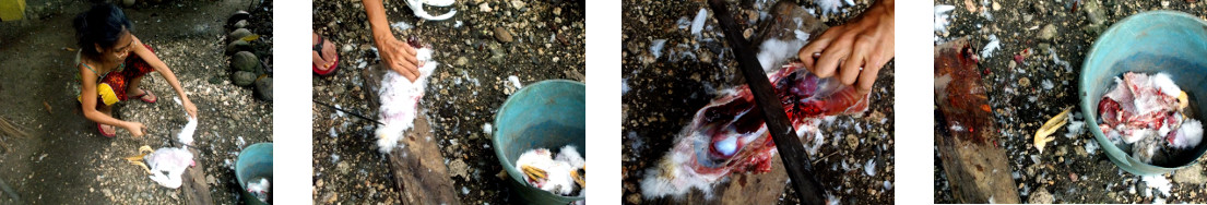 Images of dead duck being cut up for cat food in
            tropical backyard