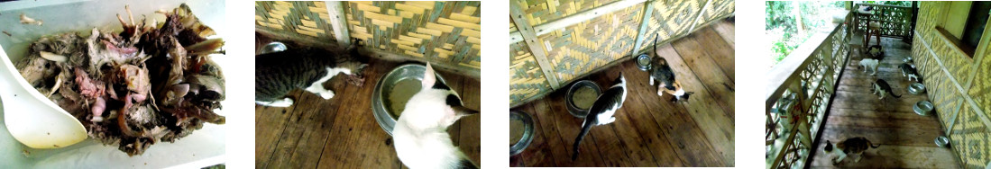Images of cats eating on tropical house balcony