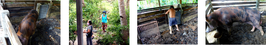 Images of tropical backyard boar pen