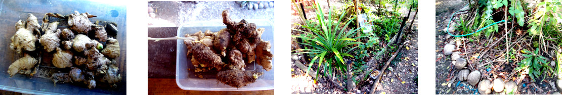 Images of Ginger and Tugi planted in various
            locations in tropical backyard