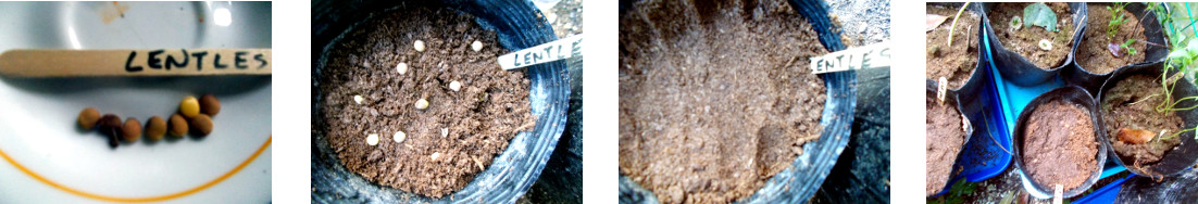 Images of lentils potted in tropical backyard
            nursery area