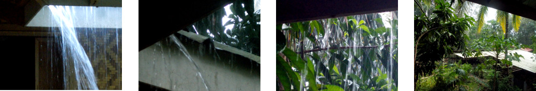 Images of rain i n tropical backyard