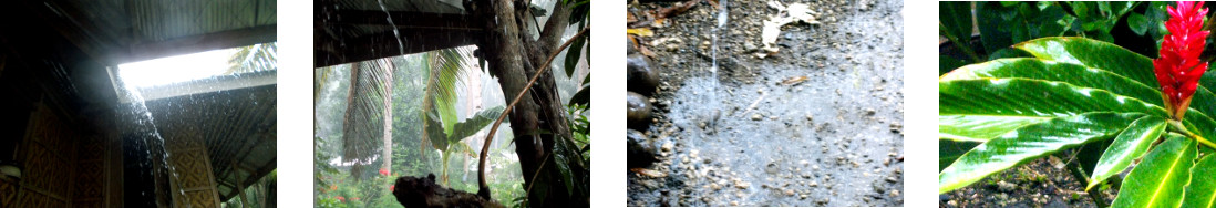 Images of rain in tropical backyard