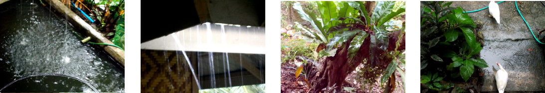 Images of rain in tropical backyard