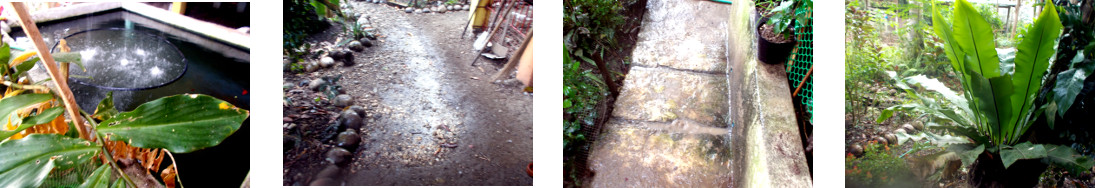 Images of rain in tropical backyard