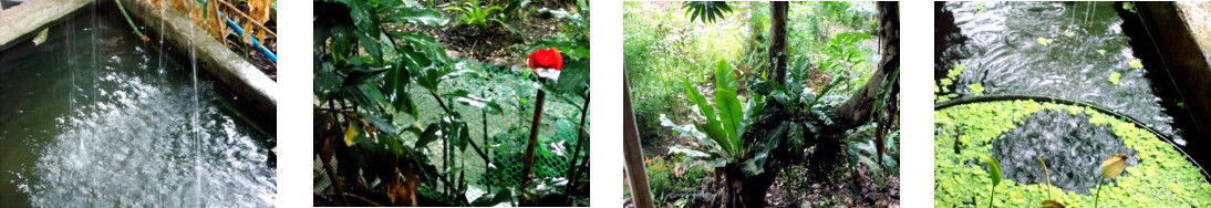 Images of rain in tropical backyard