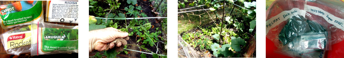 Images of protected trpical backyard garden patches
            being re-seeded