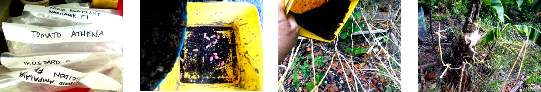 Images of various seeds being broadcast in tropical
            backyard protected patches