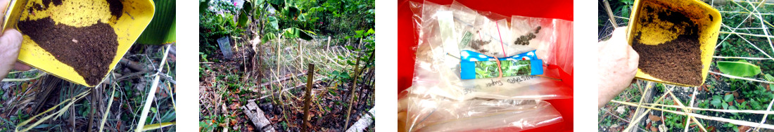 Images of seeds being broadcast in tropical backyard
            garden protected patches