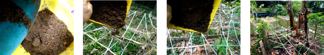 Images of seeds being broadcast in tropical backyard
            protected patches