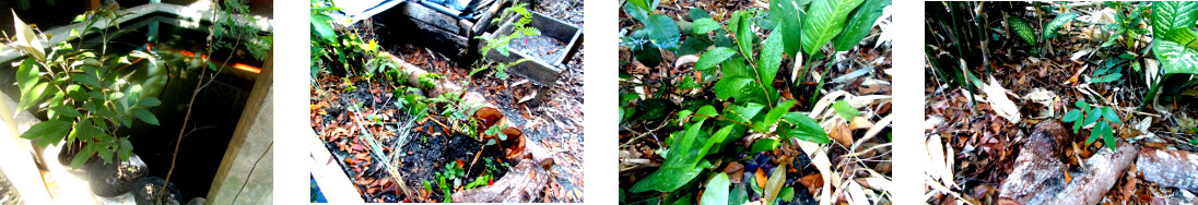 Images of Tamarind, Caimito and Golden Shower tree
            seedlings transplanted in tropical backyard