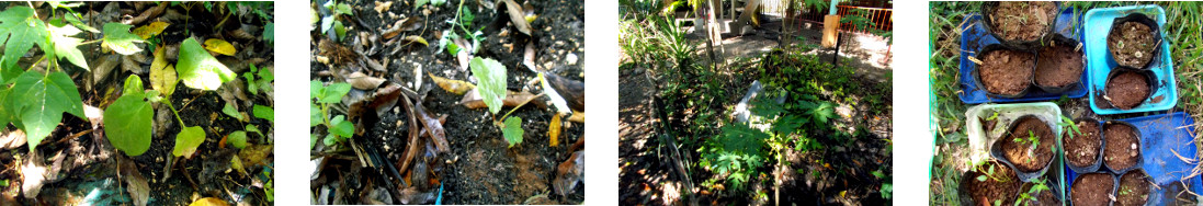 Images of seedlings transplanted in tropical
            backyard