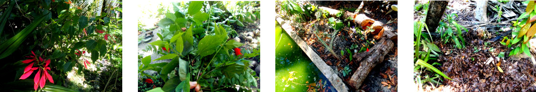 Images of plant trimmings replanted in tropical
            backyard