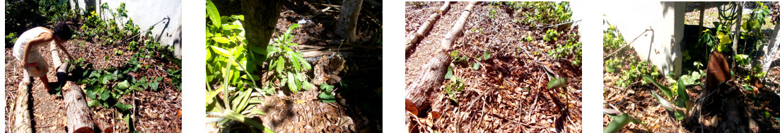 Images of wild growing vine trimmed and
            redistributed in tropical backyard garden