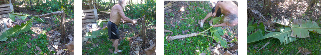 Images of fallen banana tree processed
        in tropical backyard