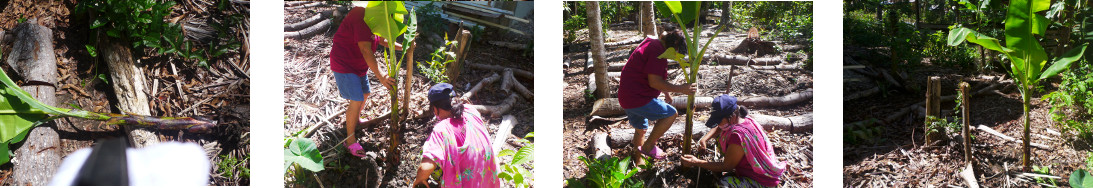 Images of women planting
                banana trees in tropical backyard