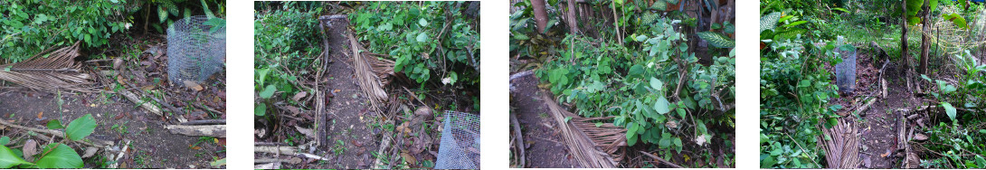 Images of tropical backyard hedge area
        after cleaning up