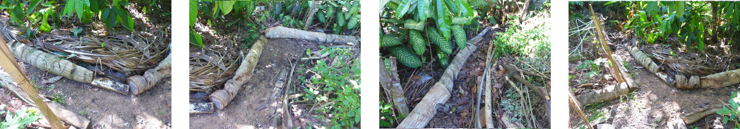 Images of c;eaned up border area in
        tropical backyard