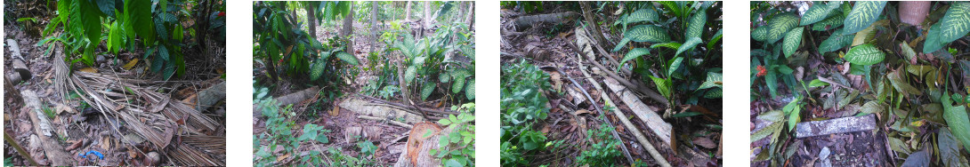 Images of tropical backyard hedge area
        before cleaning up