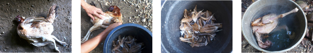 Image od dead chicken being cooked for
        cats in tropical backyard