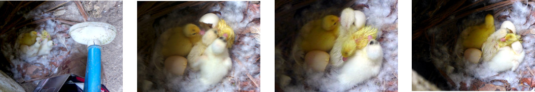 Images of newly hatched ducklings