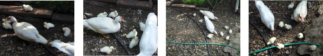 Images of newly hatched tropical
        backyard ducklings
