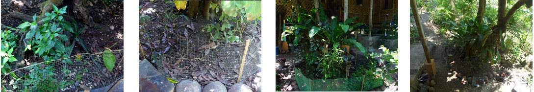 Images of a small fence in tropical
        backyard