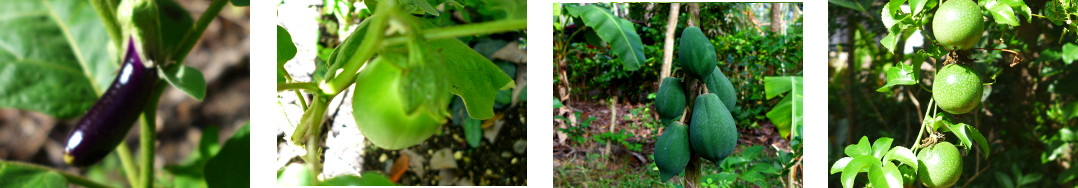 Images of plants fruiting in tropical
        backyard