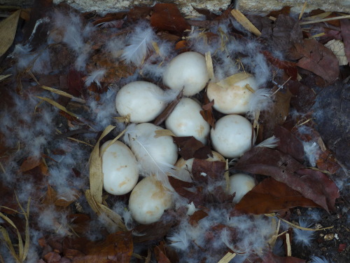 Images of duck eggs in a tropical
        backyard nest
