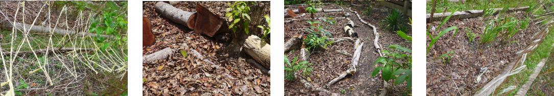 Images of cleaning and mulching in
        tropical backyard