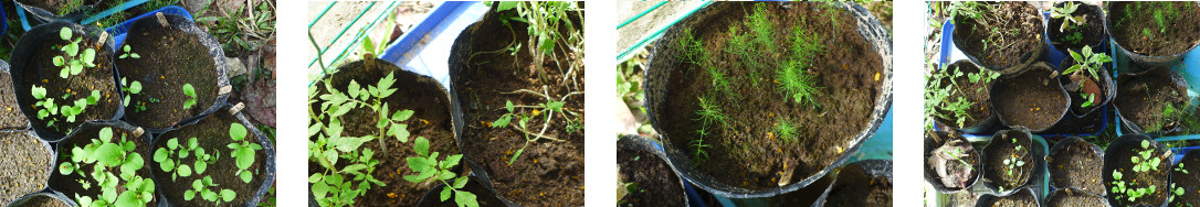 Images of seedlings in pots in
        tropical backyard