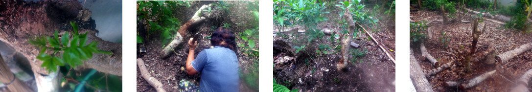 Images of woman planting Hog Plum cuttings in
            tropical backyard